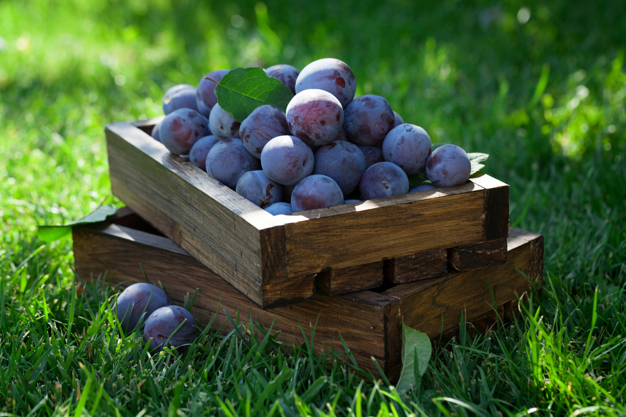 Garden plums in wooden box in sunny garden